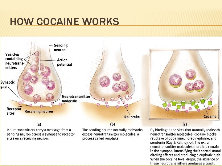HOW COCAINE WORKS 
