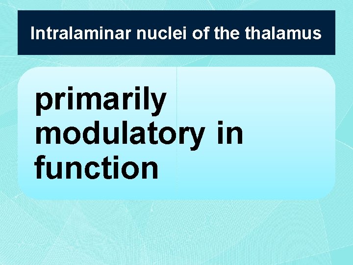 Intralaminar nuclei of the thalamus primarily modulatory in function 