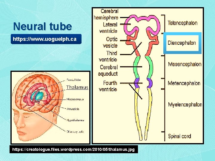 Neural tube https: //www. uoguelph. ca https: //creatologue. files. wordpress. com/2010/05/thalamus. jpg 