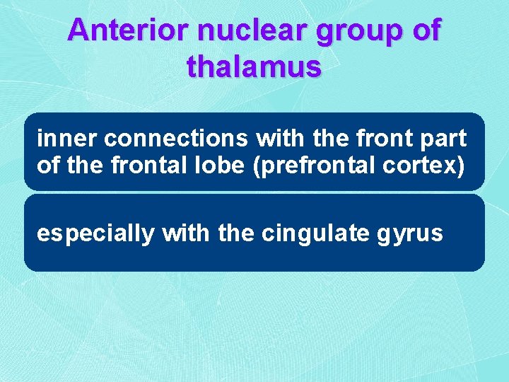 Anterior nuclear group of thalamus inner connections with the front part of the frontal