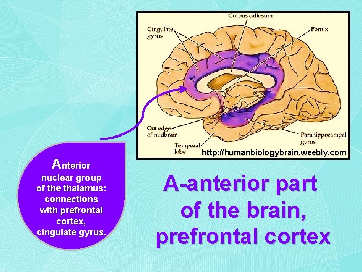 Anterior nuclear group of the thalamus: connections with prefrontal cortex, cingulate gyrus. http: //humanbiologybrain.