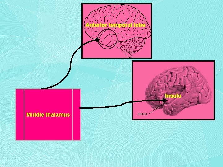 Anterior temporal lobe Insula Middle thalamus 