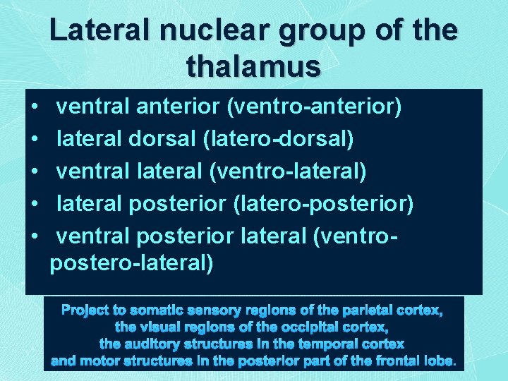 Lateral nuclear group of the thalamus • • • ventral anterior (ventro-anterior) lateral dorsal