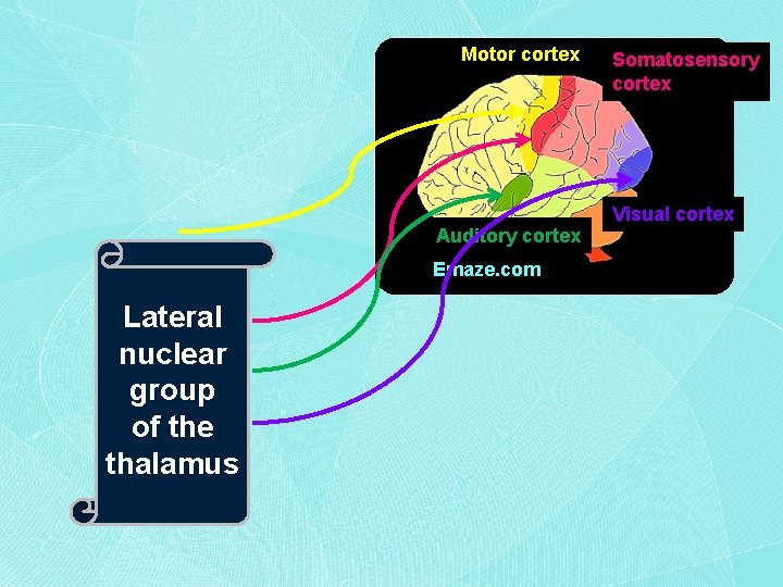 Motor cortex Auditory cortex Emaze. com Lateral nuclear group of the thalamus Somatosensory cortex