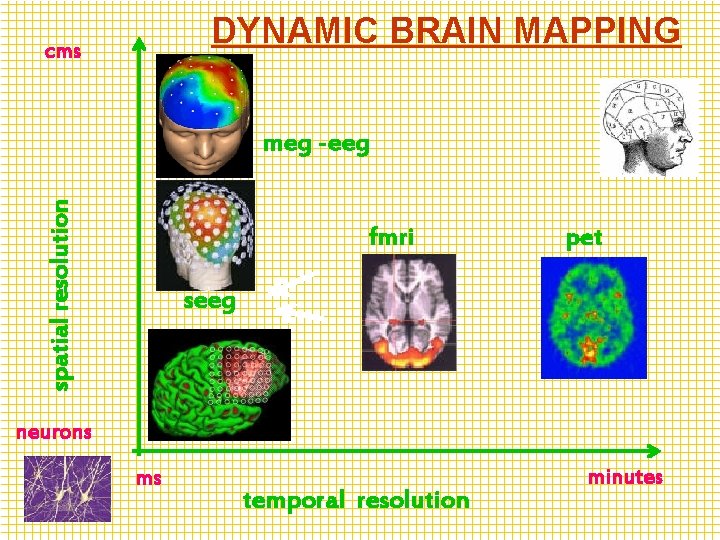 DYNAMIC BRAIN MAPPING cms spatial resolution meg -eeg fmri pet seeg neurons ms temporal