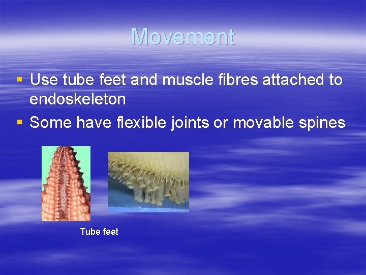 Movement § Use tube feet and muscle fibres attached to endoskeleton § Some have Movement § Use tube feet and muscle fibres attached to endoskeleton § Some have