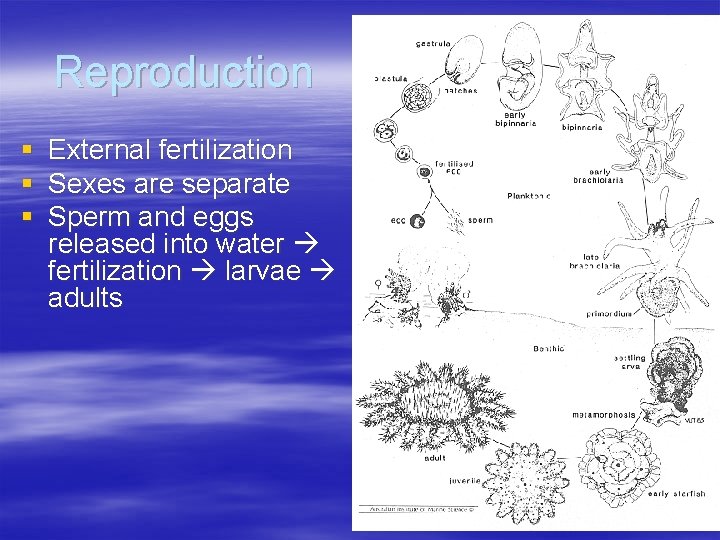 Reproduction § § § External fertilization Sexes are separate Sperm and eggs released into Reproduction § § § External fertilization Sexes are separate Sperm and eggs released into