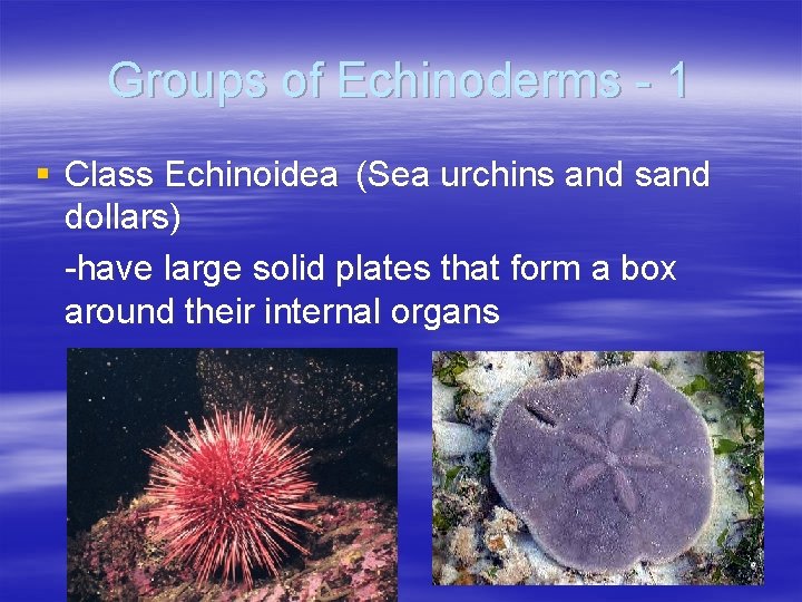 Groups of Echinoderms - 1 § Class Echinoidea (Sea urchins and sand dollars) -have Groups of Echinoderms - 1 § Class Echinoidea (Sea urchins and sand dollars) -have