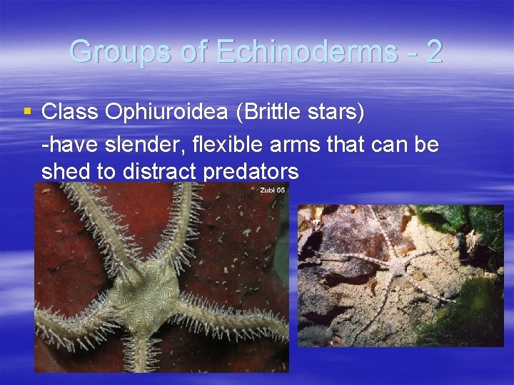 Groups of Echinoderms - 2 § Class Ophiuroidea (Brittle stars) -have slender, flexible arms Groups of Echinoderms - 2 § Class Ophiuroidea (Brittle stars) -have slender, flexible arms