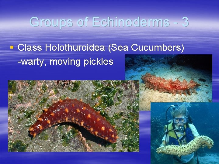 Groups of Echinoderms - 3 § Class Holothuroidea (Sea Cucumbers) -warty, moving pickles Groups of Echinoderms - 3 § Class Holothuroidea (Sea Cucumbers) -warty, moving pickles