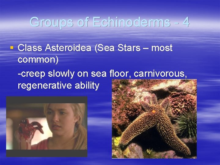 Groups of Echinoderms - 4 § Class Asteroidea (Sea Stars – most common) -creep Groups of Echinoderms - 4 § Class Asteroidea (Sea Stars – most common) -creep