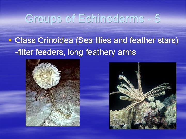 Groups of Echinoderms - 5 § Class Crinoidea (Sea lilies and feather stars) -filter Groups of Echinoderms - 5 § Class Crinoidea (Sea lilies and feather stars) -filter