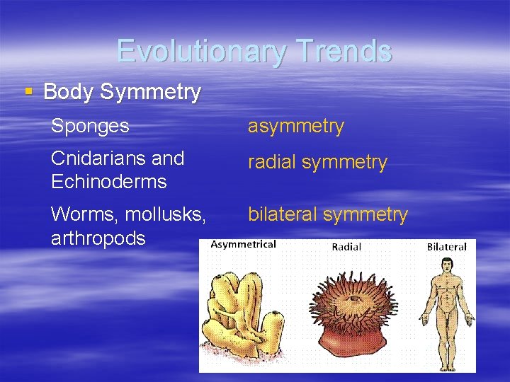 Evolutionary Trends § Body Symmetry Sponges asymmetry Cnidarians and Echinoderms radial symmetry Worms, mollusks, Evolutionary Trends § Body Symmetry Sponges asymmetry Cnidarians and Echinoderms radial symmetry Worms, mollusks,