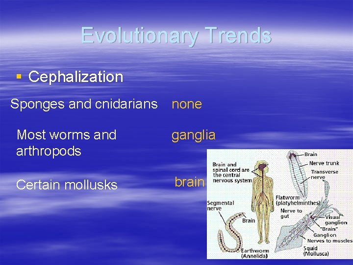 Evolutionary Trends § Cephalization Sponges and cnidarians none Most worms and arthropods ganglia Certain Evolutionary Trends § Cephalization Sponges and cnidarians none Most worms and arthropods ganglia Certain