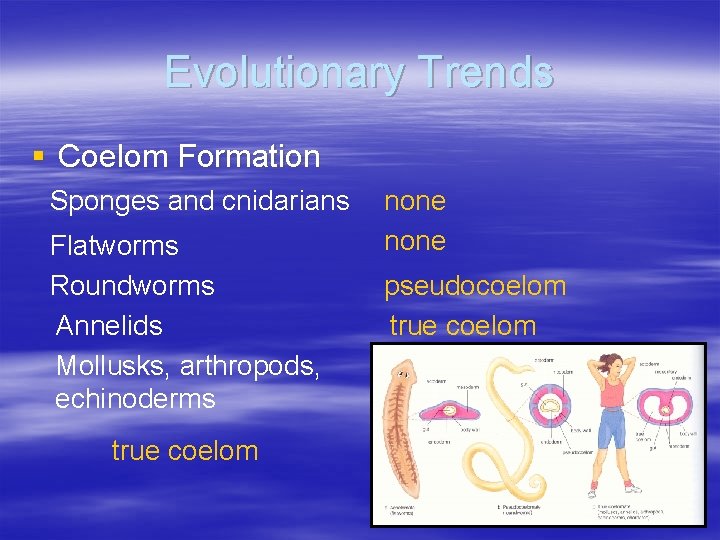Evolutionary Trends § Coelom Formation Sponges and cnidarians Flatworms Roundworms Annelids Mollusks, arthropods, echinoderms Evolutionary Trends § Coelom Formation Sponges and cnidarians Flatworms Roundworms Annelids Mollusks, arthropods, echinoderms