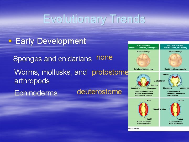 Evolutionary Trends § Early Development Sponges and cnidarians none Worms, mollusks, and protostome arthropods Evolutionary Trends § Early Development Sponges and cnidarians none Worms, mollusks, and protostome arthropods