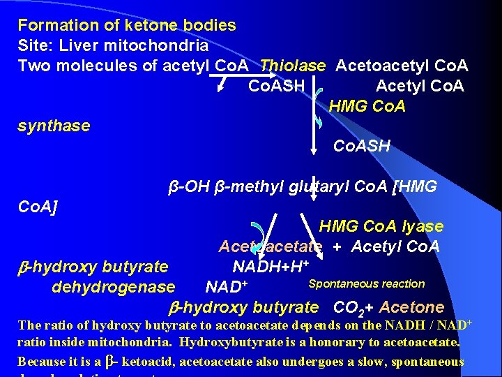 Formation of ketone bodies Site: Liver mitochondria Two molecules of acetyl Co. A Thiolase