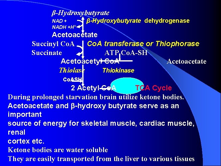 β-Hydroxybutyrate NAD + NADH +H+ β-Hydroxybutyrate dehydrogenase Acetoacetate Succinyl Co. A transferase or Thiophorase