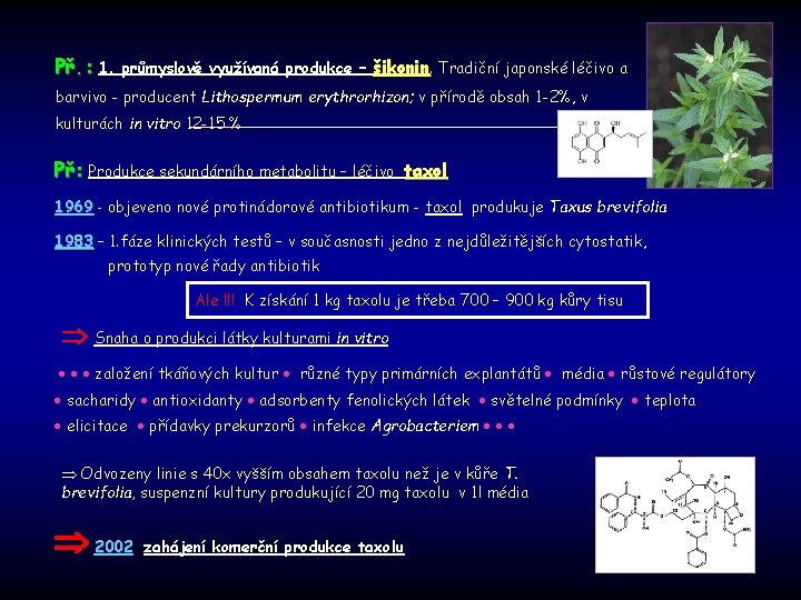 Př. : 1. průmyslově využívaná produkce – šikonin. Tradiční japonské léčivo a barvivo -