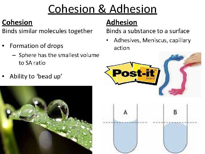 Cohesion & Adhesion Cohesion Adhesion • Formation of drops • Adhesives, Meniscus, capillary action