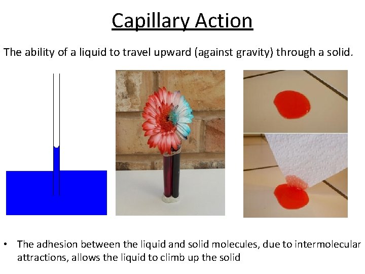 Capillary Action The ability of a liquid to travel upward (against gravity) through a