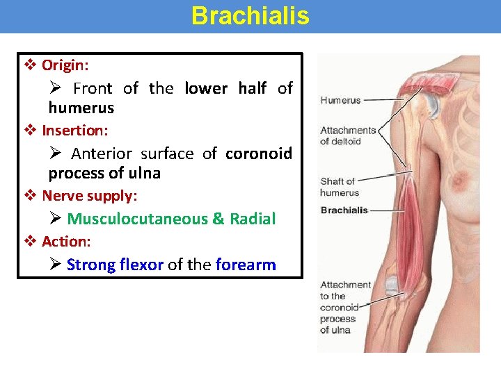 Brachialis v Origin: Ø Front of the lower half of humerus v Insertion: Ø