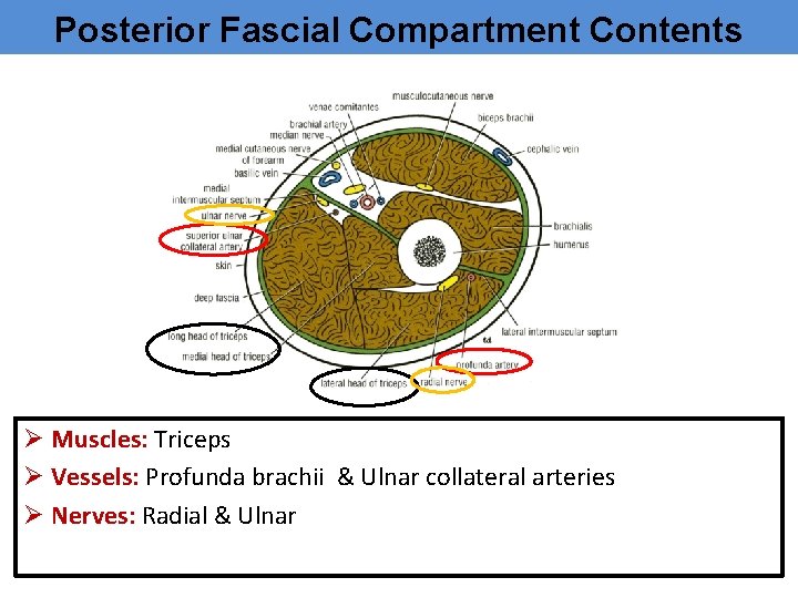 Posterior Fascial Compartment Contents Ø Muscles: Triceps Ø Vessels: Profunda brachii & Ulnar collateral