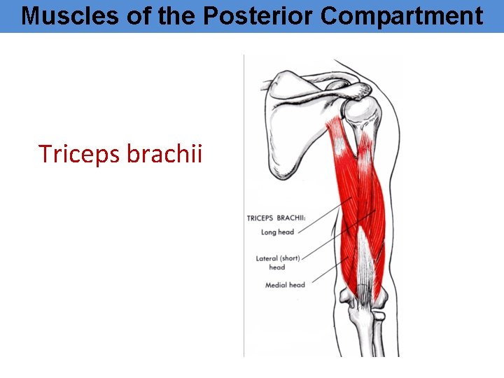 Muscles of the Posterior Compartment Triceps brachii 