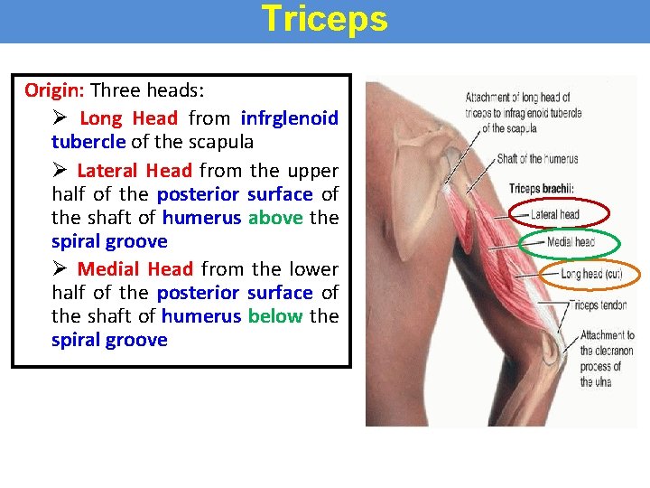 Triceps Origin: Three heads: Ø Long Head from infrglenoid tubercle of the scapula Ø