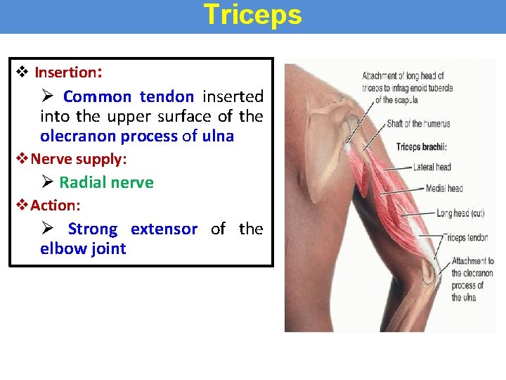Triceps v Insertion: Ø Common tendon inserted into the upper surface of the olecranon