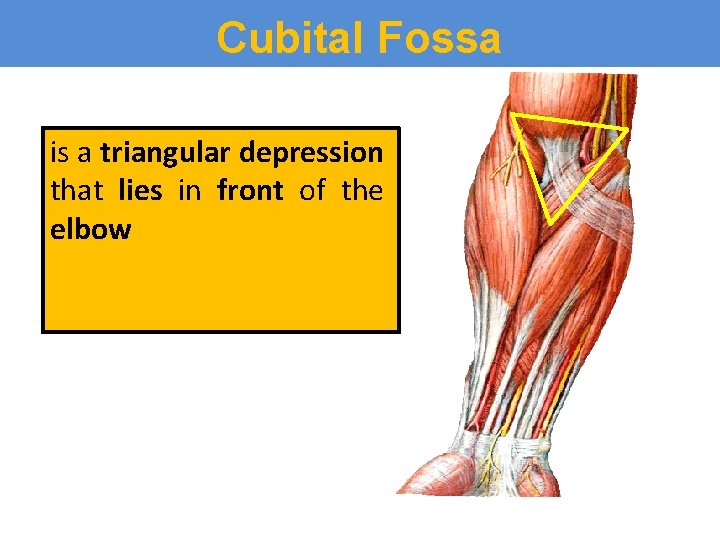 Cubital Fossa is a triangular depression that lies in front of the elbow 