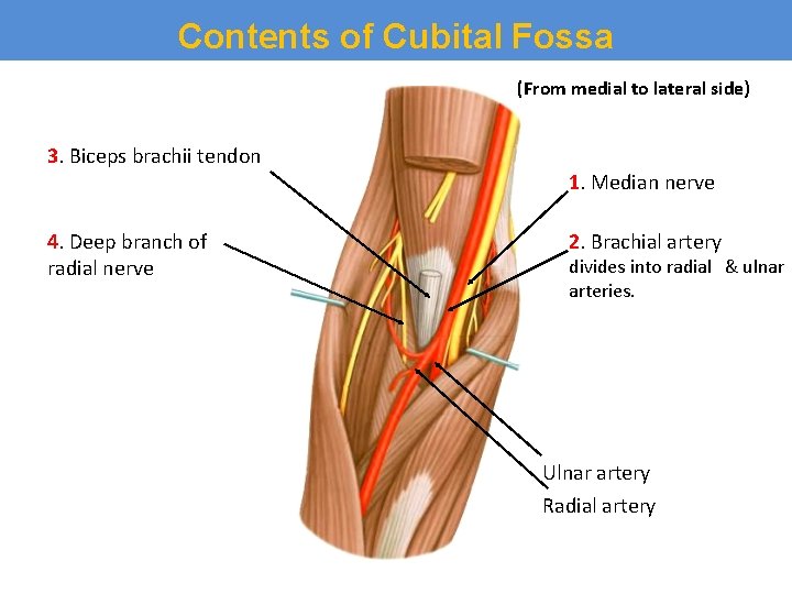 Contents of Cubital Fossa (From medial to lateral side) 3. Biceps brachii tendon 4.