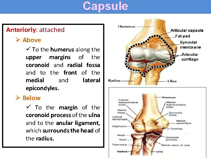 Capsule Anteriorly: attached Ø Above ü To the humerus along the upper margins of