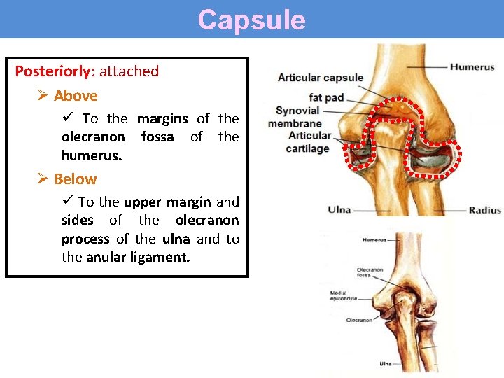 Capsule Posteriorly: attached Ø Above ü To the margins of the olecranon fossa of