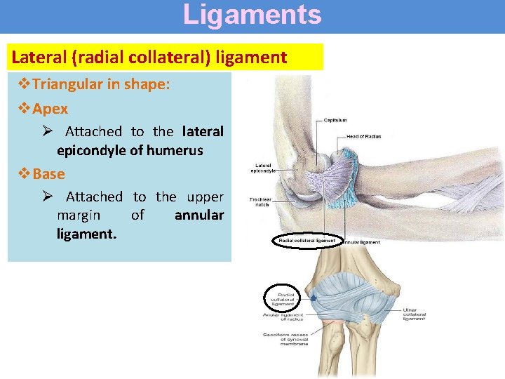 Ligaments Lateral (radial collateral) ligament v. Triangular in shape: v. Apex Ø Attached to