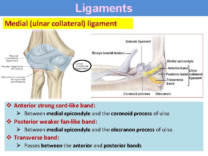 Ligaments Medial (ulnar collateral) ligament v Anterior strong cord-like band: Ø Between medial epicondyle