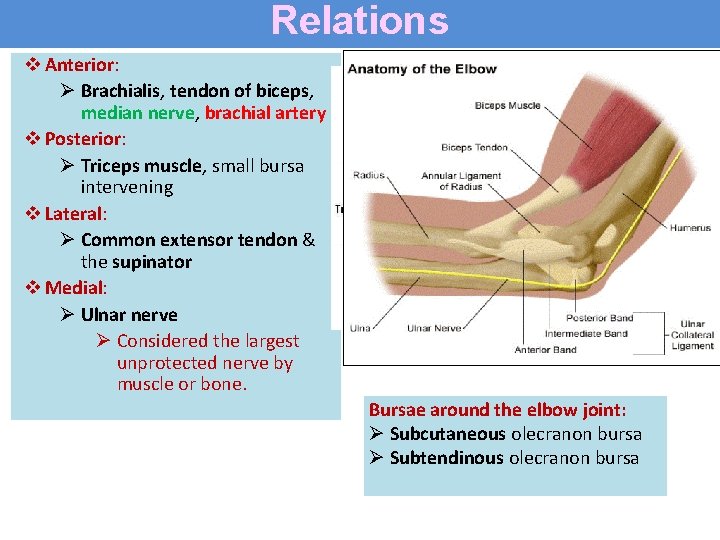 Relations v Anterior: Ø Brachialis, tendon of biceps, median nerve, brachial artery v Posterior:
