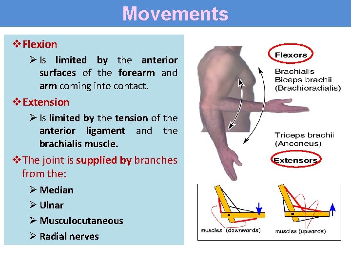 Movements v. Flexion Ø Is limited by the anterior surfaces of the forearm and