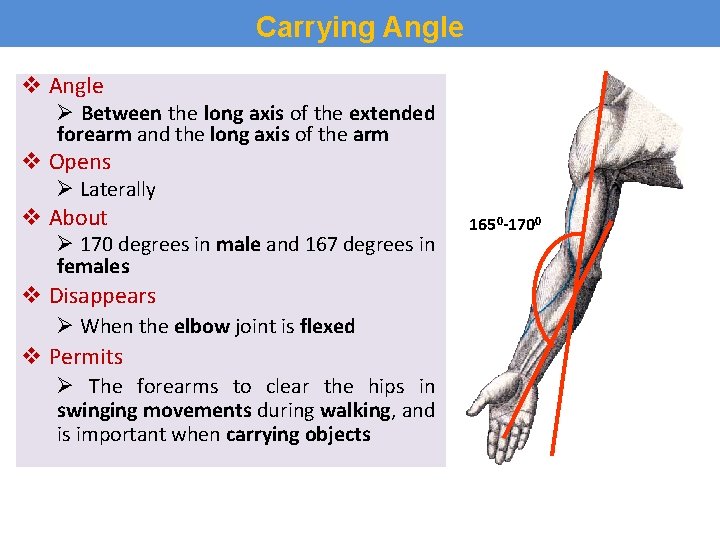 Carrying Angle v Angle Ø Between the long axis of the extended forearm and