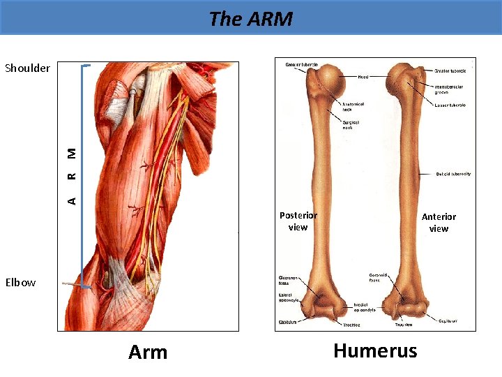 The ARM A R M Shoulder Posterior view Anterior view Elbow Arm Humerus 