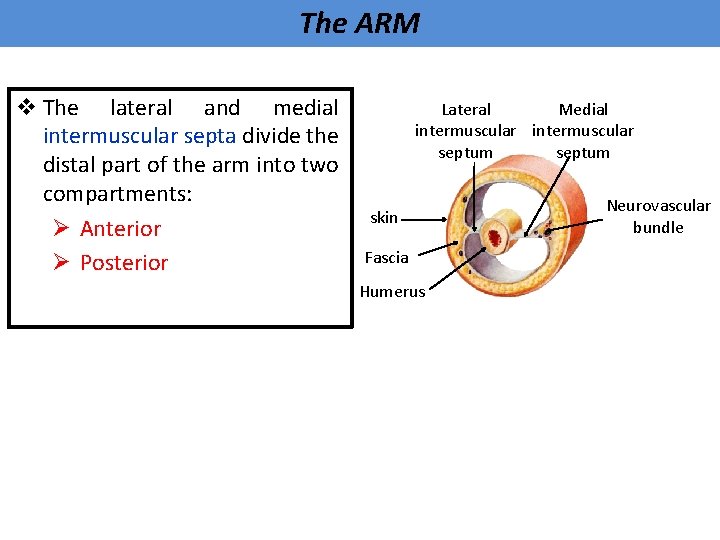 The ARM v The lateral and medial intermuscular septa divide the distal part of