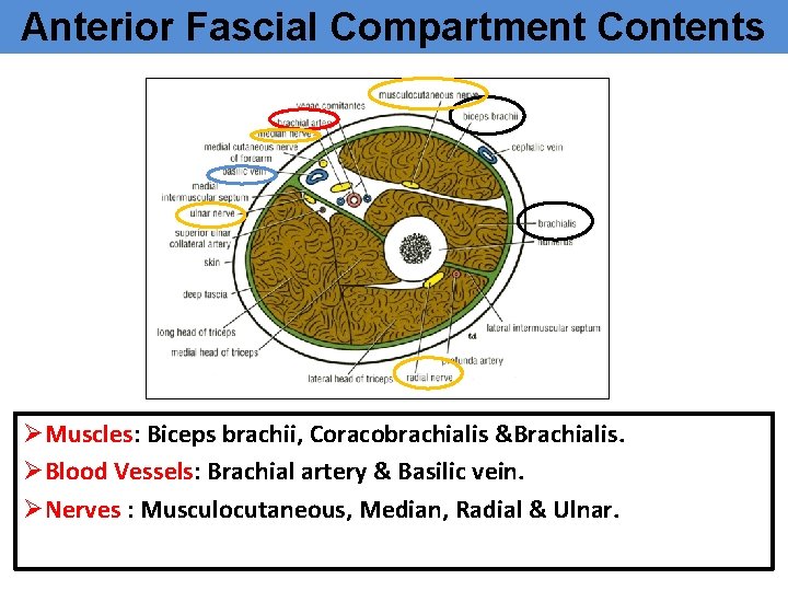 Anterior Fascial Compartment Contents ØMuscles: Biceps brachii, Coracobrachialis &Brachialis. ØBlood Vessels: Brachial artery &