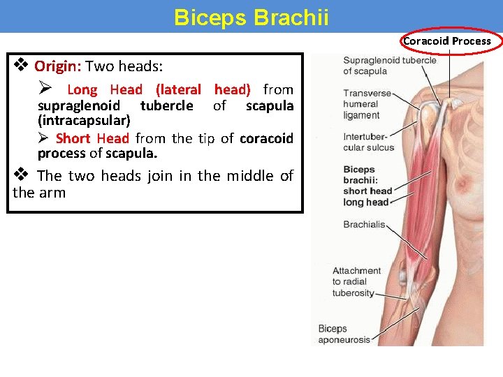 Biceps Brachii Coracoid Process v Origin: Two heads: Ø Long Head (lateral head) from