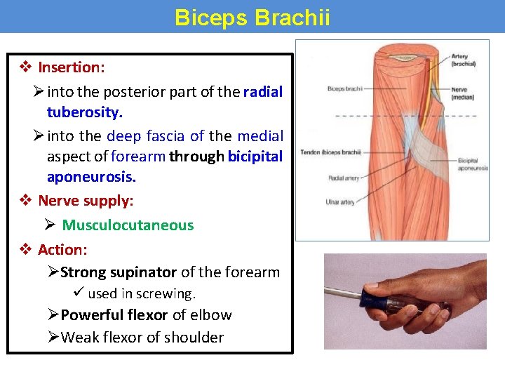 Biceps Brachii Biceps brachii v Insertion: Øinto the posterior part of the radial tuberosity.