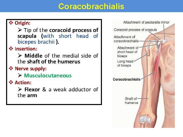 Coracobrachialis v Origin: Ø Tip of the coracoid process of scapula (with short head