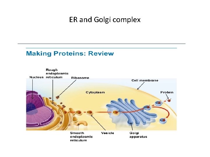 ER and Golgi complex 