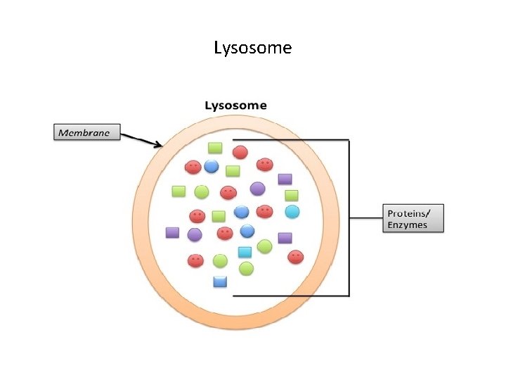 Lysosome 