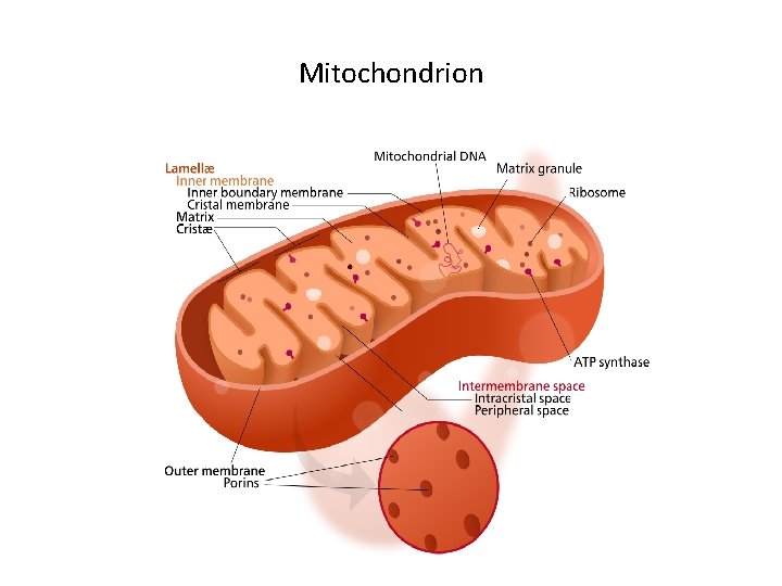 Mitochondrion 