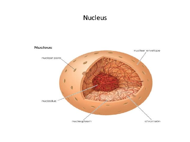 Nucleus 