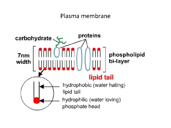 Plasma membrane 